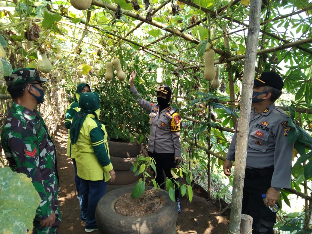 Guna Menjaga Ketahanan Pangan, Kapolres Banjar Panen Sayuran di Kebun KWT