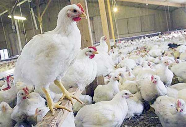 Daging Ayam Masih Mahal, Pedagang Kuliner Terbebani