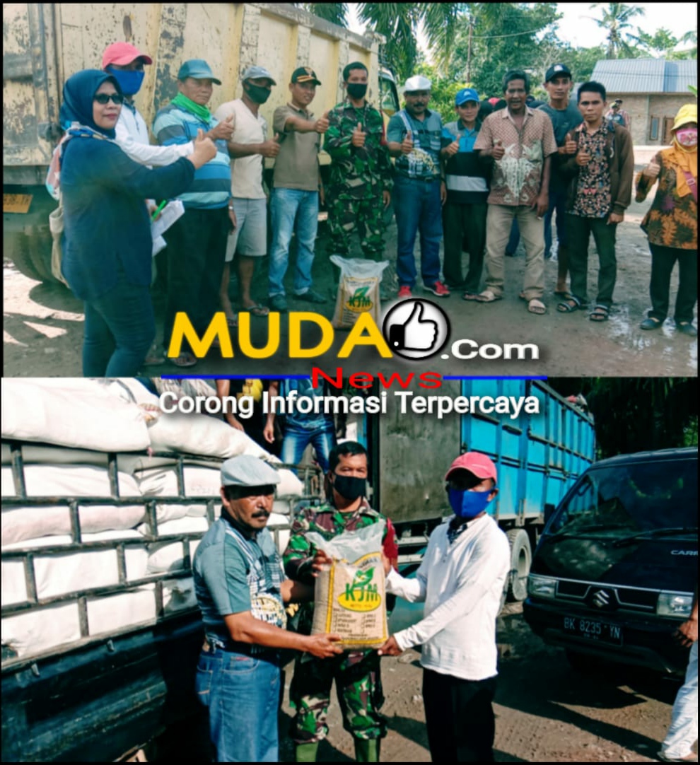 Dinas Pertanian Kabupaten Labuhanbatu Salurkan Bantuan Benih Padi Kepada KOPTAN