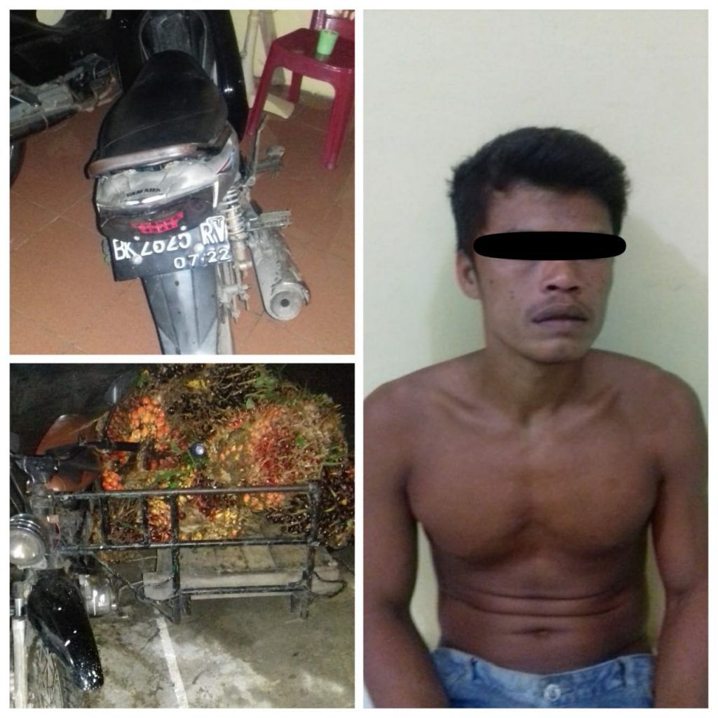 Polsek Namo Rambe, Tangkap Pelaku Pencuri Buah Kelapa Sawit