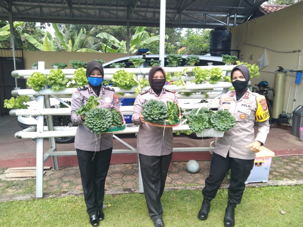 Kapolres Banjar bersama Jajaran Polwan Panen Sayuran Hidroponik
