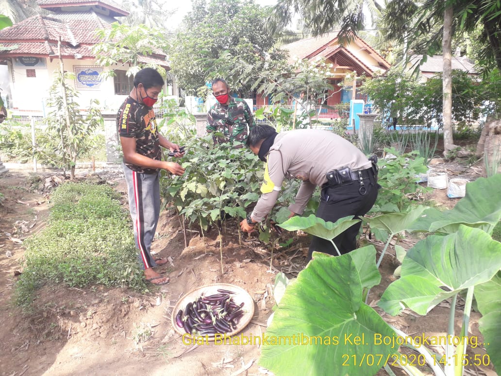 Babinsa dan Bhabinkamtibmas Langensari Sinergi dengan Masyarakat Panen Tanaman Palawija