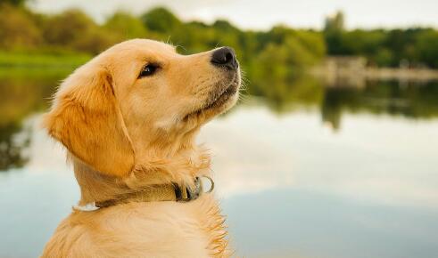 Viral Seorang Pria Setubuhi Anjing Peliharaannya