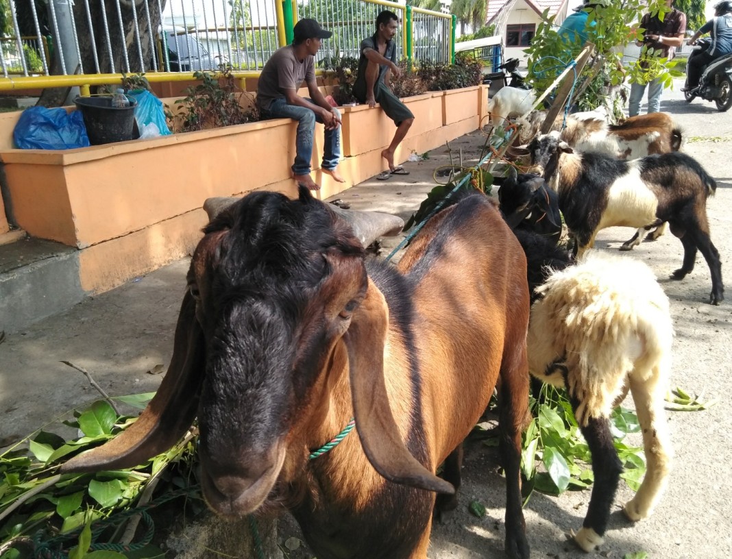 Penipuan Arisan Qurban, Ratusan Warga Cianjur Jadi Korban