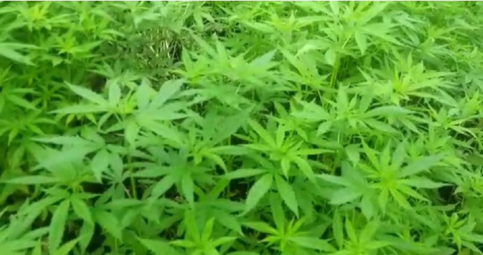 Kementan Tetapkan Ganja Tanaman Obat, Polri: Bertentangan dengan UU