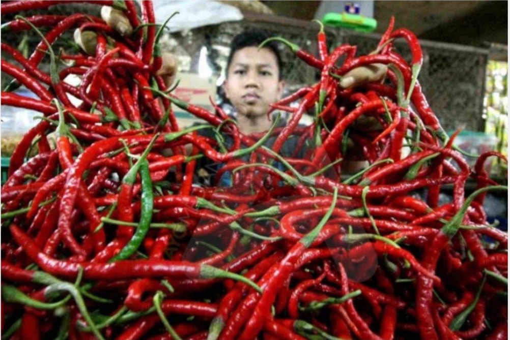 Harga Cabai Sentuh 60 Ribu, Tenang Jangan Panik Dulu