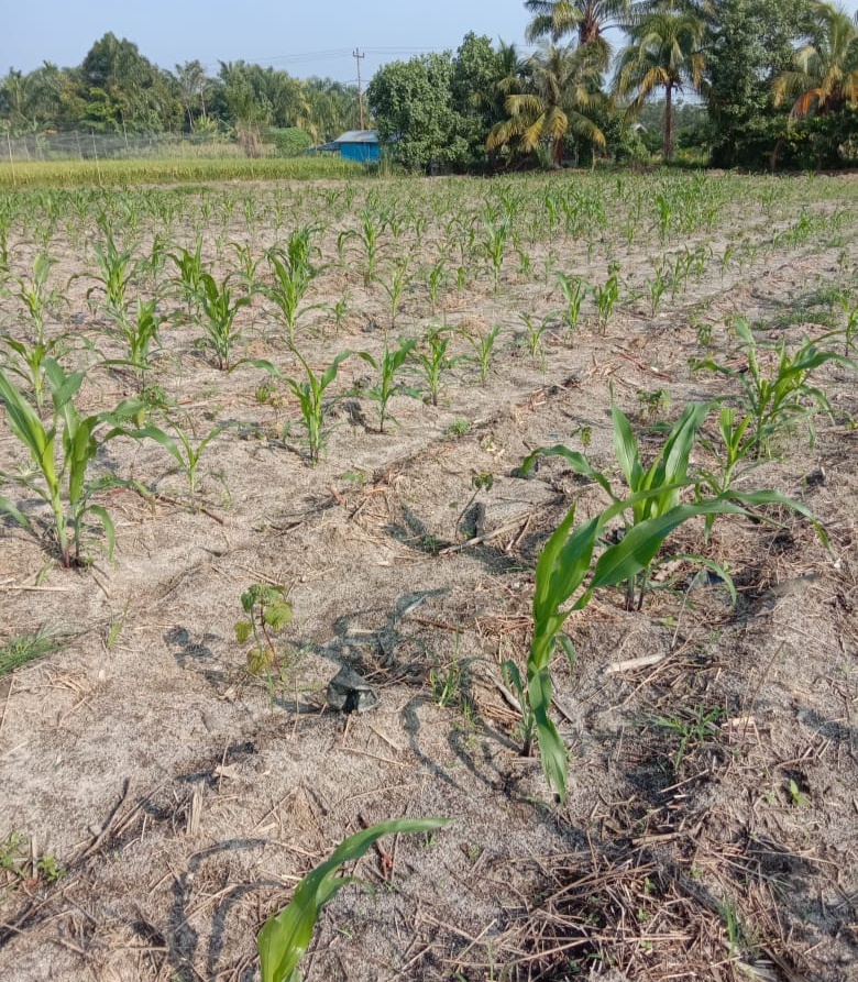 Nagori Jawa Tongah II Perkuat Ketahanan Pangan Melalui Pengembangan Nilam dengan Jagung