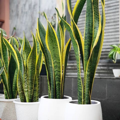 Tangkal Radiasi Elektronik dengan Tanaman Lidah Mertua (Sansevieria sp.) Serta Hubungannya dengan Islam