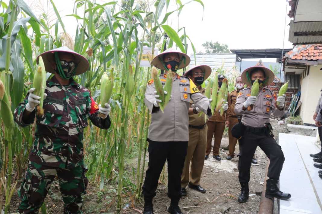Jaga Ketahanan Pangan saat Pandemi, Kapolres Banjar Panen Jagung dan Ikan