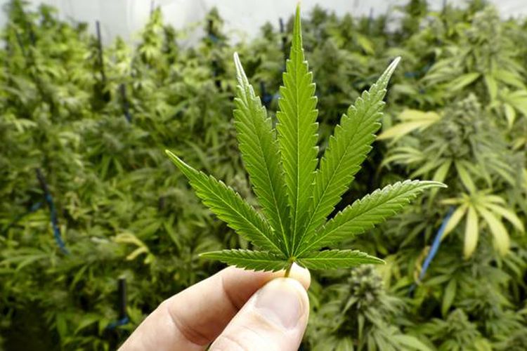 Mentan Syahrul Yasin Limpo, Cabut Keputusan Ganja sebagai Tanaman Obat