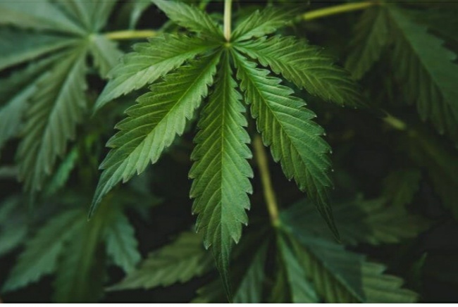 Kementerian Pertanian Tetapkan Ganja Sebagai Komoditas Binaan Tanaman Obat