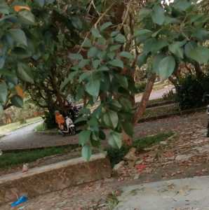 Taman Amir Hamzah, Bupati Langkat Terbit R. P Lupa VISI - MISI