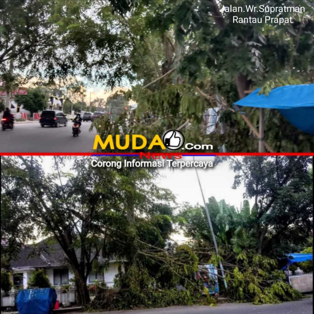 Tata Kota Labuhanbatu Terkesan Tutup Mata, Tiga Hari Pohon Tumbang Di Acuhkan Begitu Saja