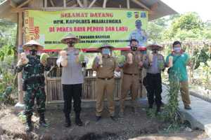 Jaga Ketahanan Pangan, Polres Majalengka Bersama Muspika Palasah Panen Pepaya dan Labu