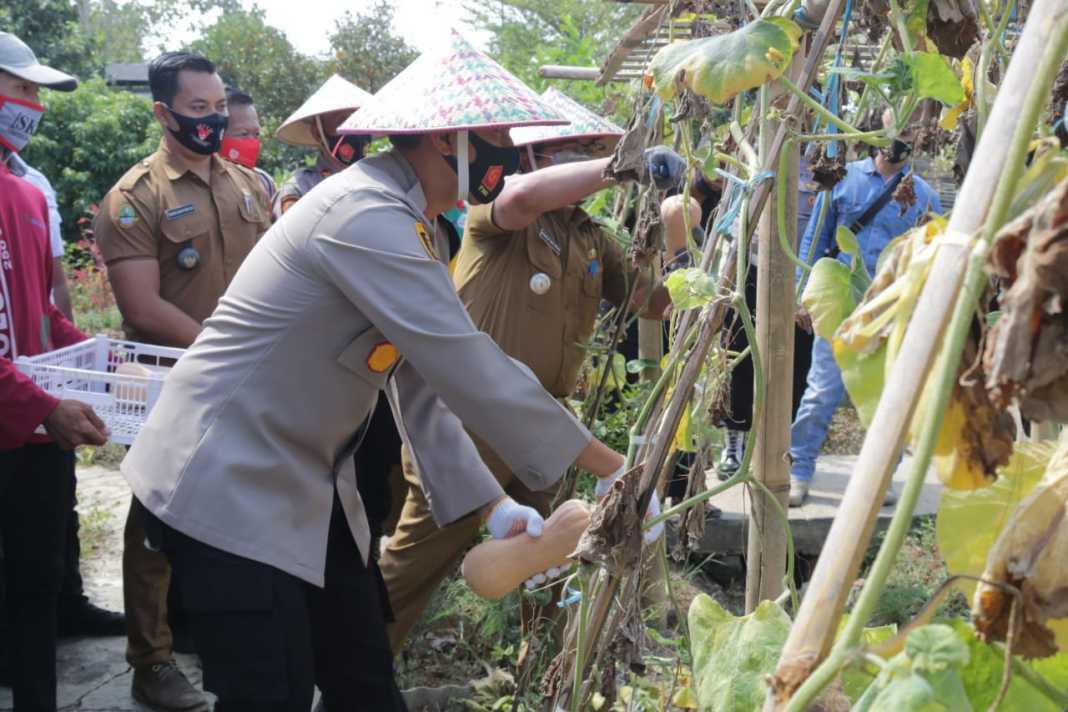 Jaga Ketahanan Pangan, Polres Majalengka Bersama Muspika Palasah Panen Pepaya dan Labu