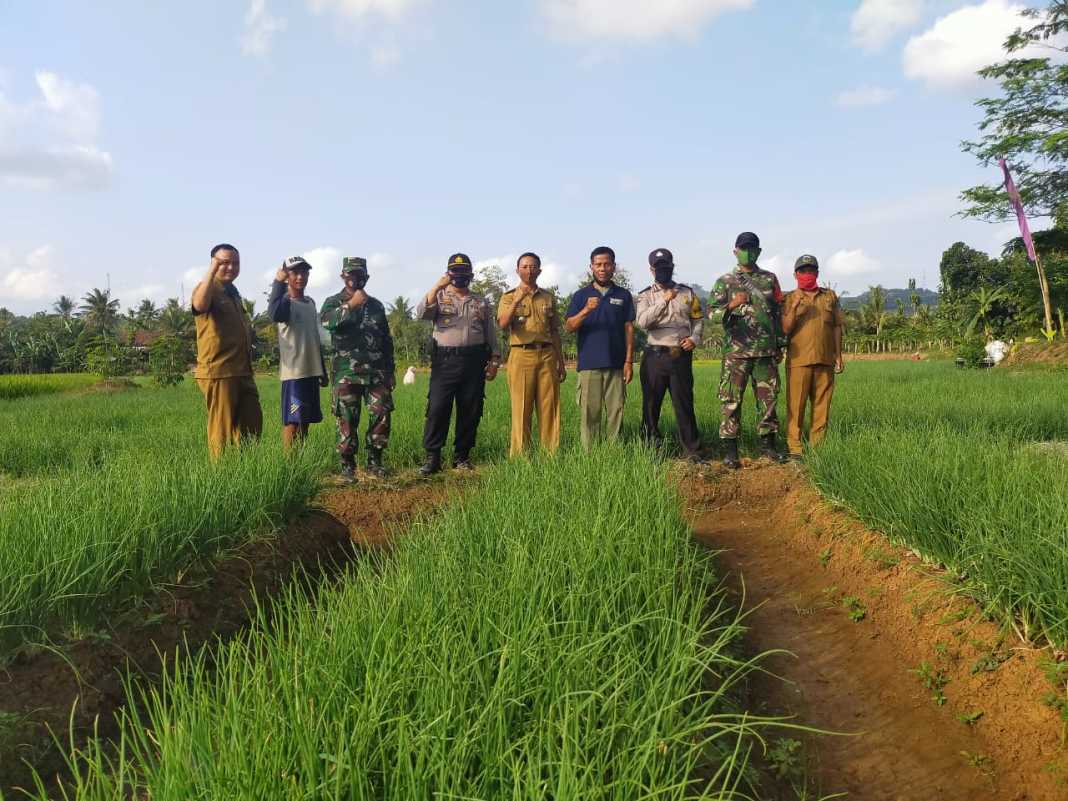 Kapolsek Pataruman, Tinjau Lahan Perkebunan Bawang Merah di Desa Binangun