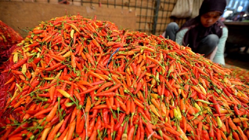 Harga Cabai Rawit Naik Tajam jadi 35 Ribu Per Kilo! Tenang, Hanya Sebentar