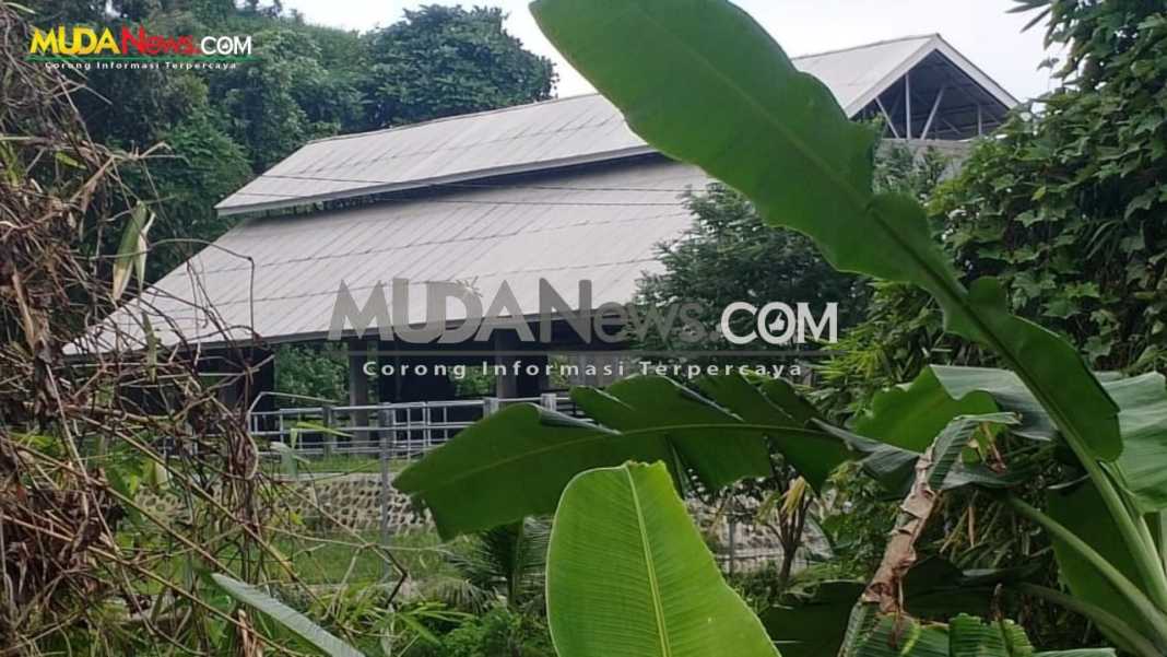 Kandang dan Ternak Lembu Milik Bapak Edy Rahmayadi, Rusak Situs Benteng Putri Hijau