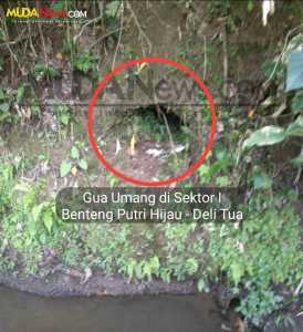 Kandang dan Ternak Lembu Milik Bapak Edy Rahmayadi, Rusak Situs Benteng Putri Hijau