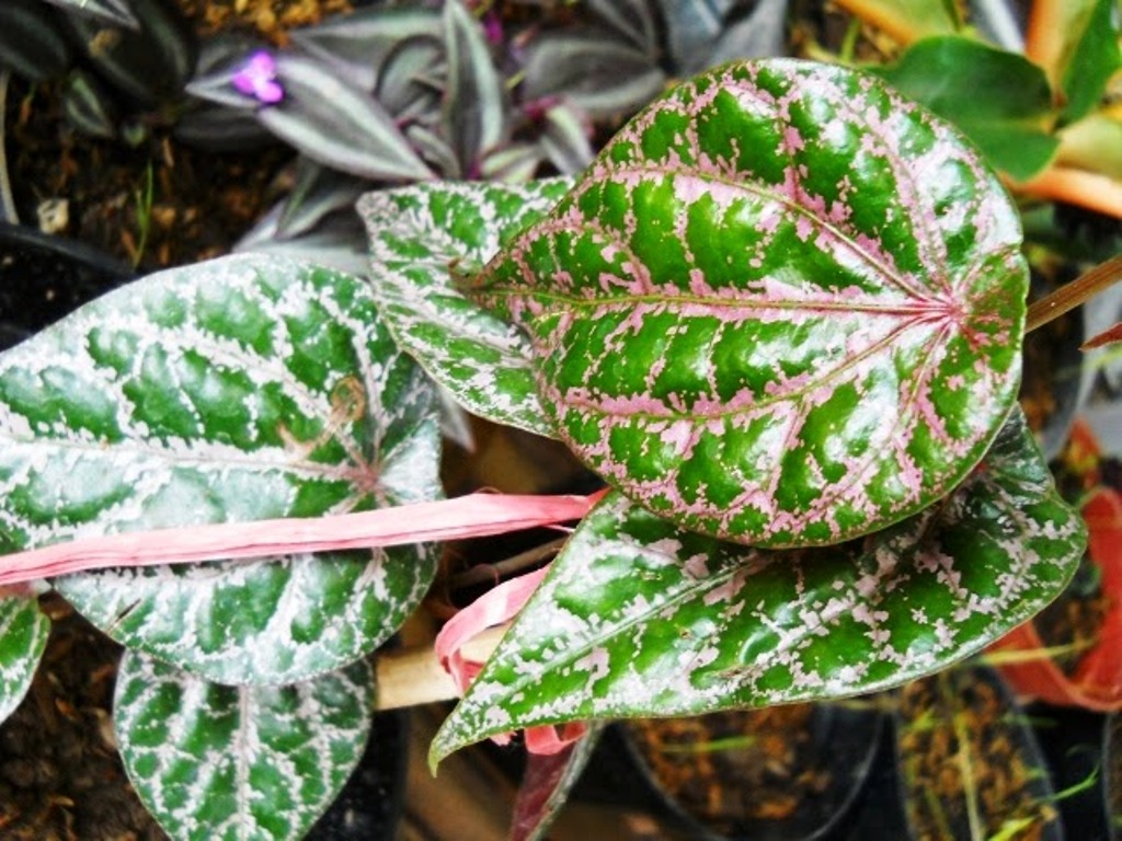 Ini Khasiat Daun Sirih Merah Sebagai Obat Herbal