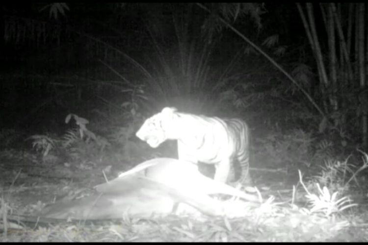 Harimau Mangsa 3 Lembu di Langkat dalam Sepekan