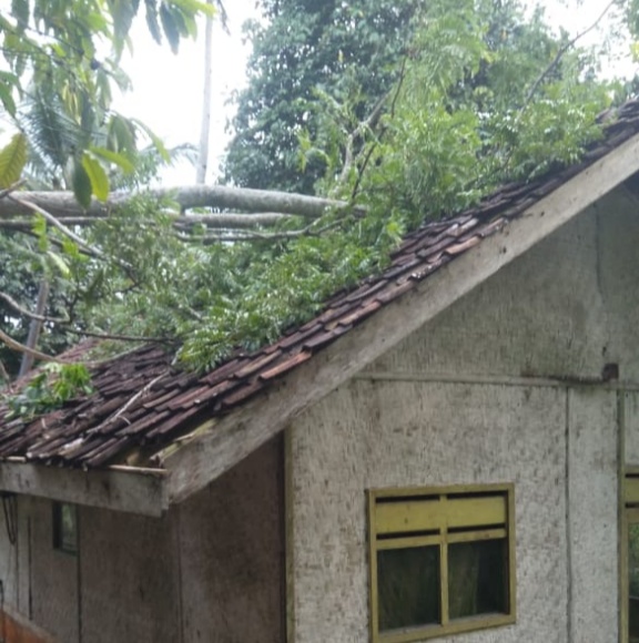 Hujan Deras di Ciamis, Pohon Petai Tumbang (2)