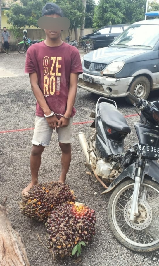 Polsek Dolok Masihul, Amankan Pelaku Pencuri 2 Janjang Sawit
