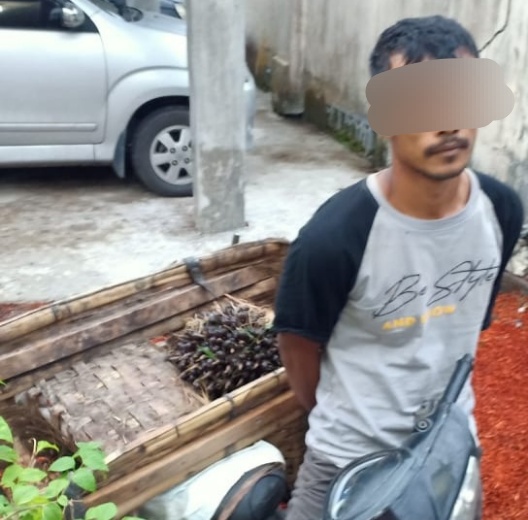Curi 25 Janjang Sawit, Keprek Diserahkan ke Polsek Dolok Masihul