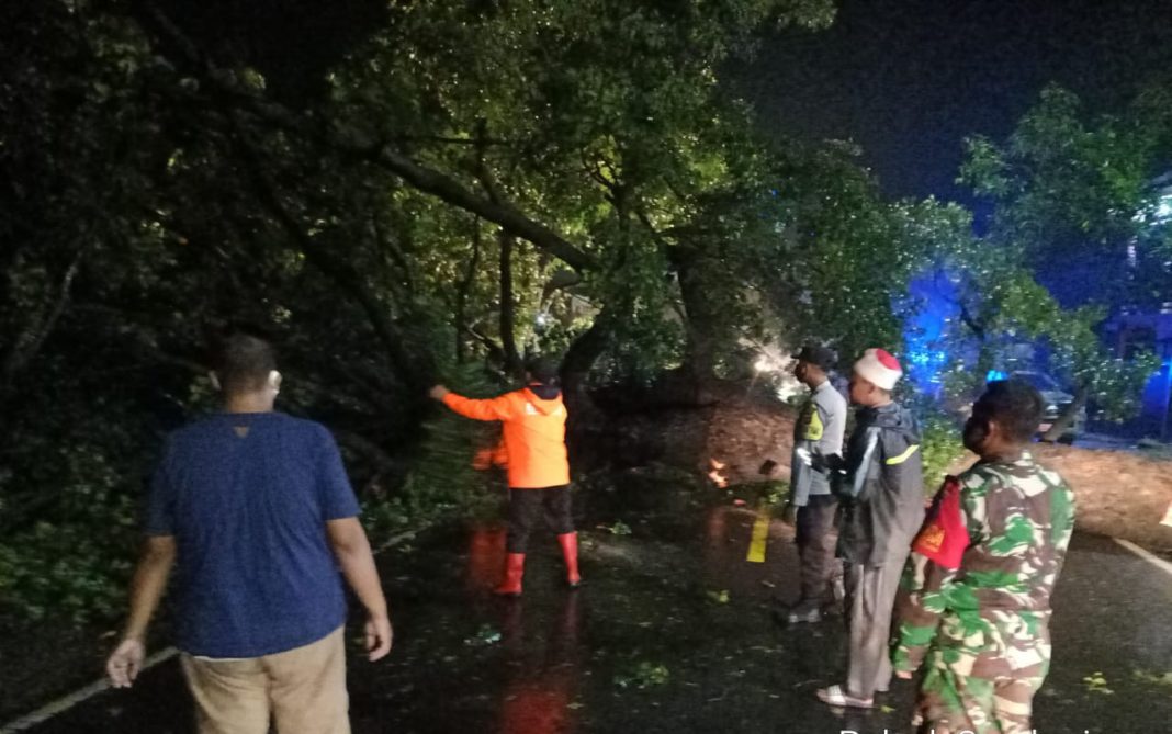 Pohon Tumbang di Jalan Raya Cirebon-Bandung, Petugas Gabungan Gotong Royong