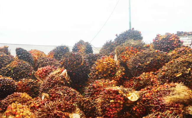 Harga Minyak Sawit