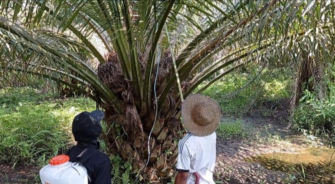Kelompok Tani Nipah Musnahkan Sawit Ilegal