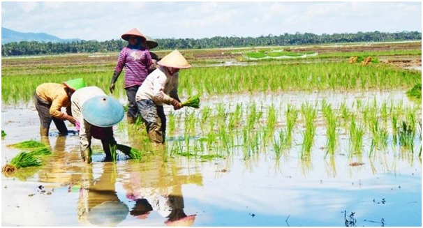 DPP HIPMA MPH: Pemerintah Perlu Maksimalkan Penyerapan Beras dari Petani
