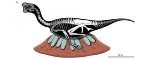 Fosil Telur Berisi Bayi Dinosaurus