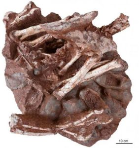 Ilmuan Temukan Fosil Telur Berisi Bayi Dinosaurus