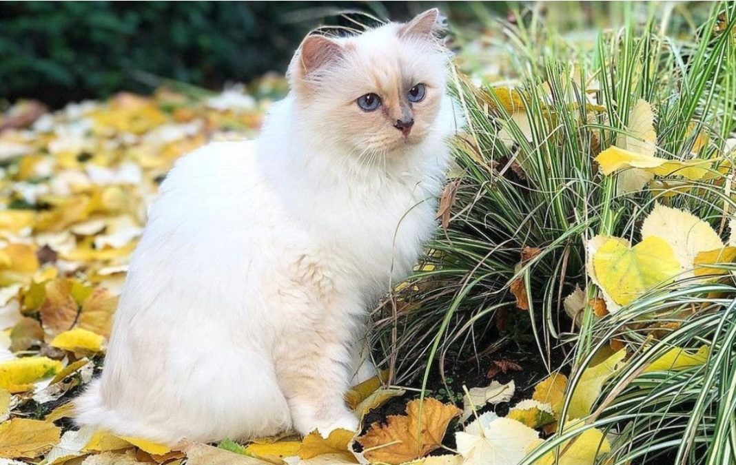 Choupette, Kucing Terkaya di Dunia dengan Harta Triliunan