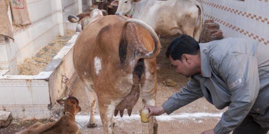India Minum Air Kencing Sapi