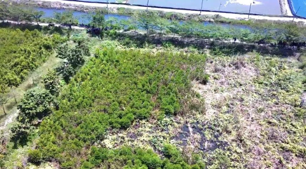Tanaman Mangrove