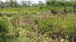 Tanaman Mangrove di Langkat