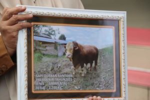 Sapi Qurban Jokowi Diserahkan Gubernur ke Pengurus Masjid Raya Sumbar