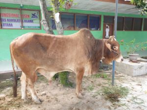 PWNU Sumut,