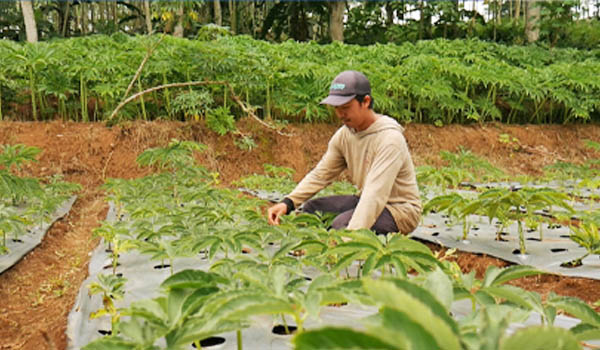 Presiden Jokowi