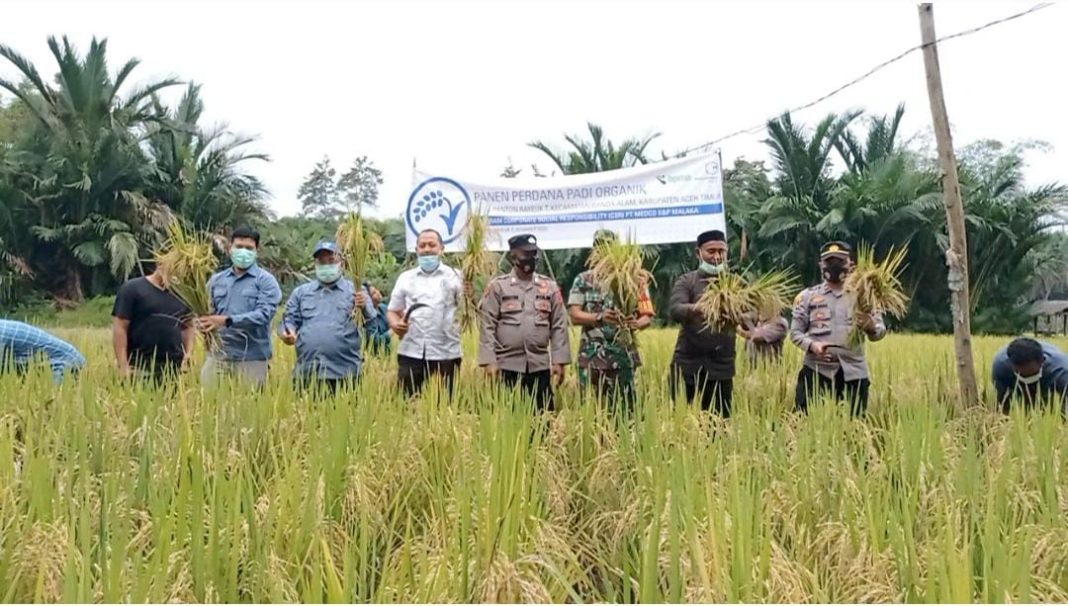 Petani Binaan Medco E&P Panen Perdana Padi Organik