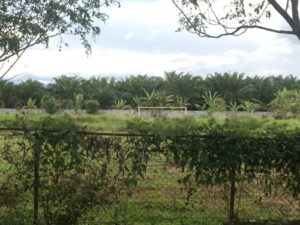 Aliansi Mahasiswa Peduli Wampu
