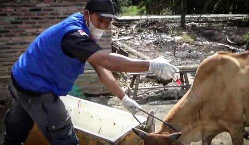 Batu Bara Gencar Antisipasi Penularan PMK, 70 Persen Hewan Ternak Sembuh
