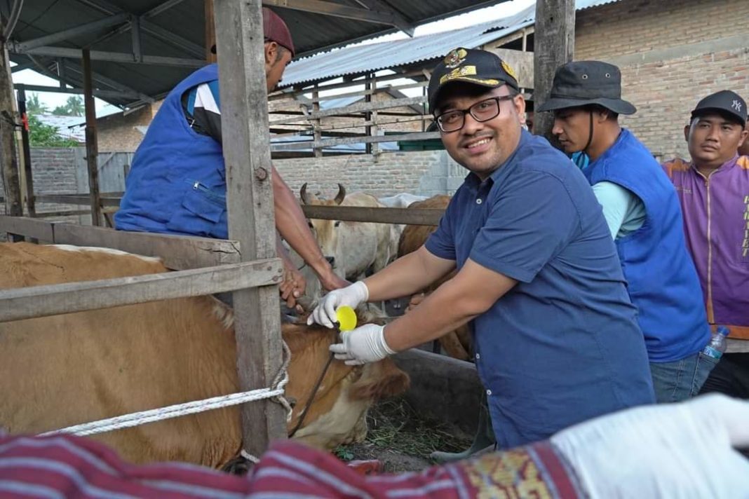 Pemkab Batu Bara Suntuk Vaksin Sapi Ternak