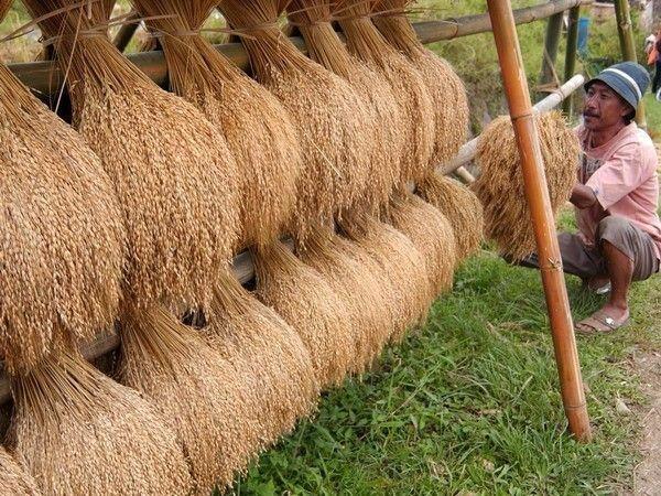 Dalam Sebulan Harga Beras di Sumut Naik, Jangan Sampai Picu Penambahan Angka Kemiskinan