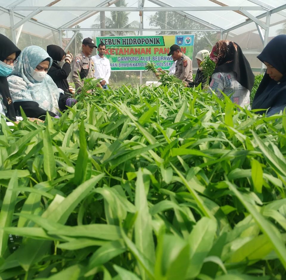 Panen Perdana Hidroponik