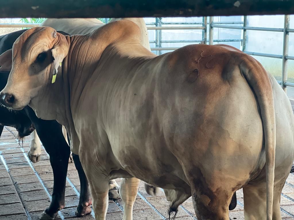 Harga Daging Sapi