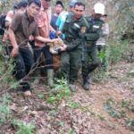 Harimau Liar Terperangkap, Penjerat untuk Babi Hutan di Simalungun