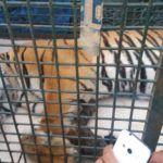Harimau Liar Terperangkap, Penjerat untuk Babi Hutan di Simalungun (2)